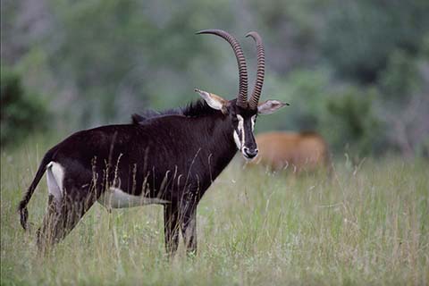 antelope
