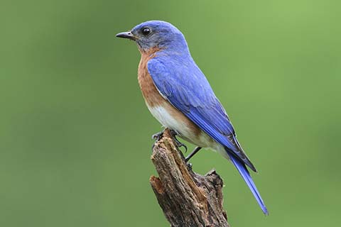 bluebird