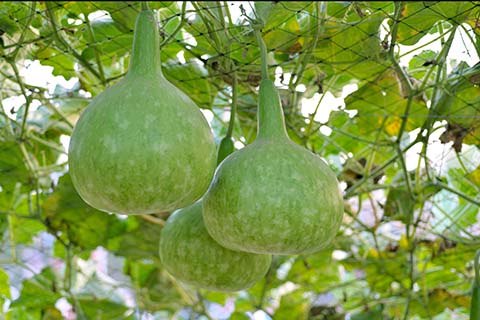 calabash