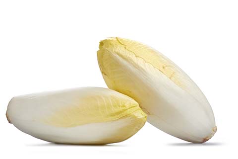 chicory