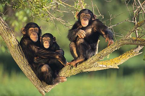 chimpanzee