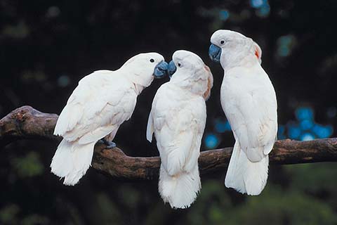 cockatoo