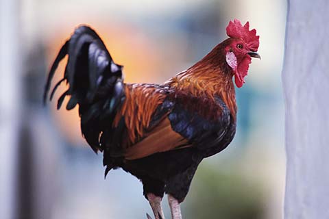 cockerel