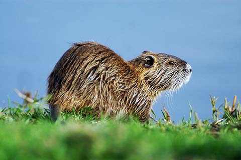 coypu