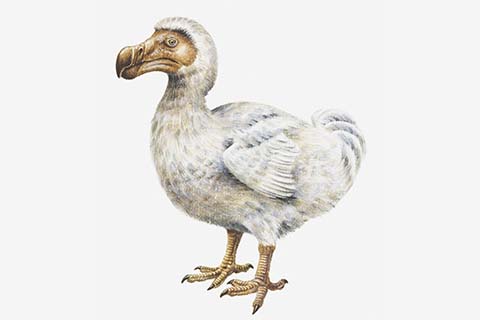 dodo