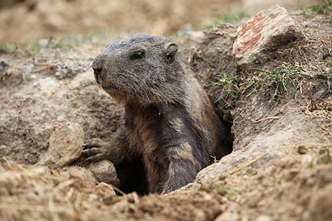 groundhog