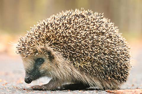 hedgehog
