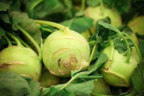 kohlrabi
