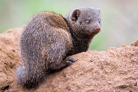 mongoose