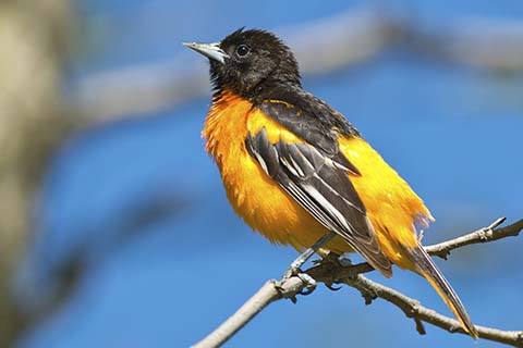 oriole
