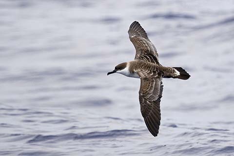 petrel