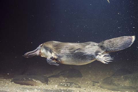 platypus