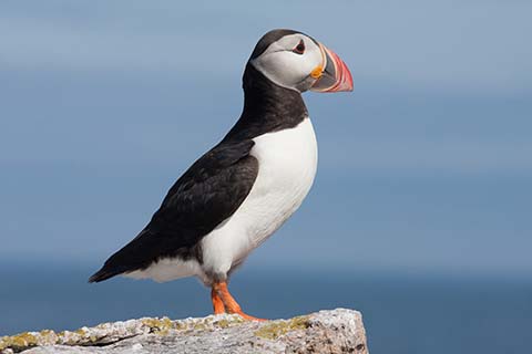 puffin