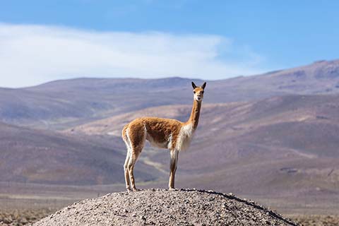 vicuna