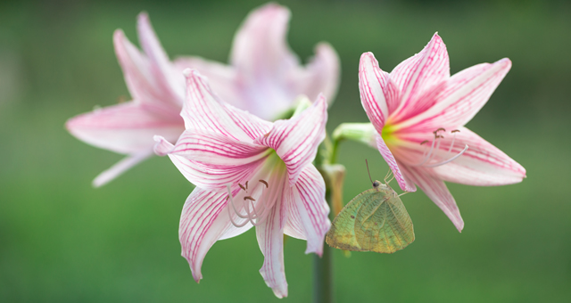 amaryllis