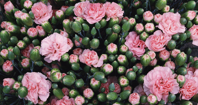carnation