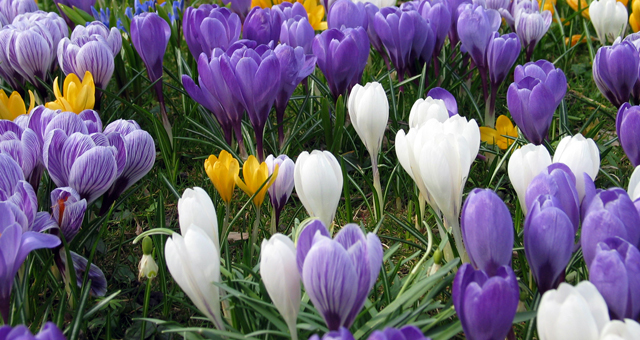 crocus