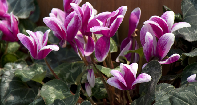 cyclamen