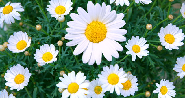 daisy
