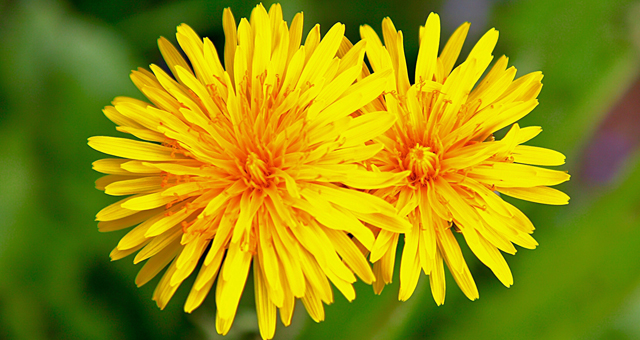 dandelion