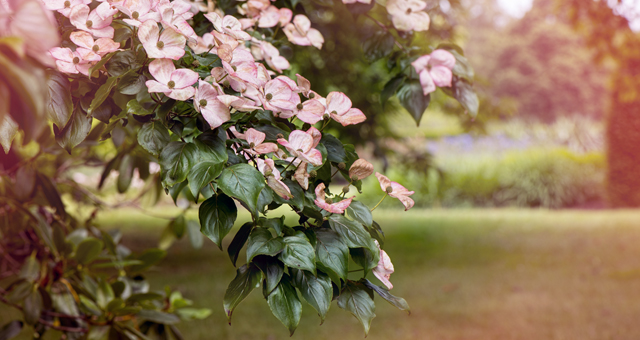 dogwood