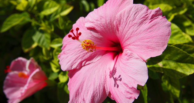 hibiscus