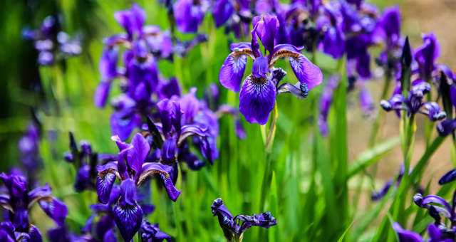 iris