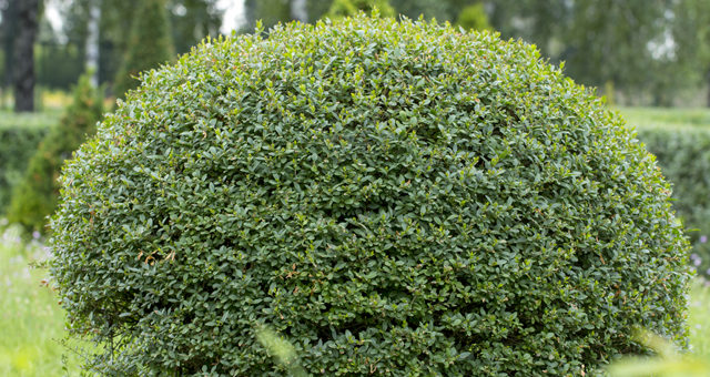 privet