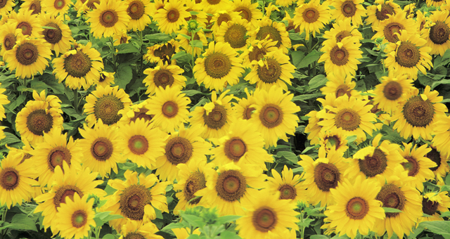 sunflower